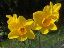 ������� ���������