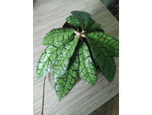 Hoya sp.Kalimantan.