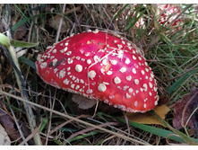 IMG 20221002 153532.jpg