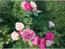 ���������