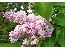 IMG 20220611 204448.jpg