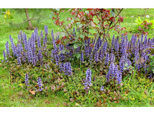 ������� ���������