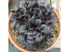 ���� �������