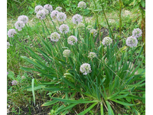 ��� ������