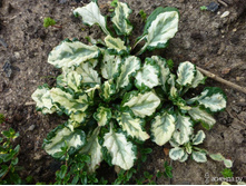 ������ ���� (�������)