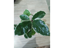 Hoya carnosa 'Gammal'