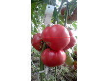 ���� ����