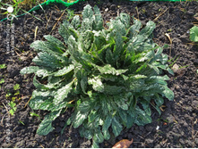 �������� (�� ������)