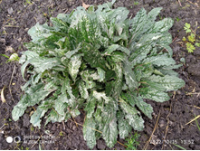 �������� (�� ������)