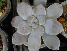 DSC07907.JPG ������������� �������� - 200