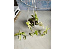 IMG 20220726 173018.jpg