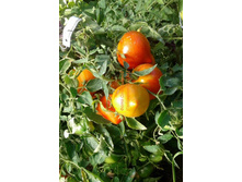 ������� �������