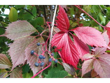 IMG 20220925 155051.jpg