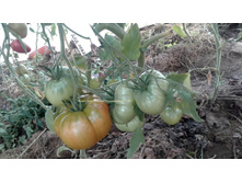 ��� ����