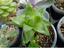 DSC07931.JPG �������� Cumbiformis - 100