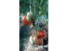 ����� ���