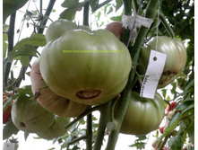 ���� ����