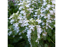 ����� (�������)