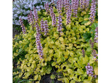 ������ ���� (�������)