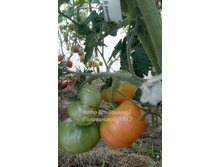 �����-������� ������� ������