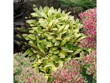 ����� ��� (�������)