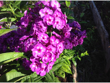 ������ �����