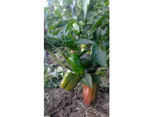 ���������� �������