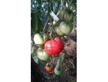 ������� ������ �� � ������� �� ����