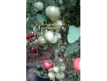 ������ ��������