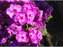 ������ �����