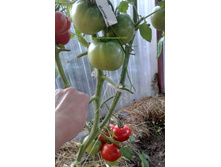 �������� ���������,