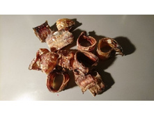 ������ ���������