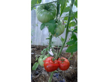 ������ ������