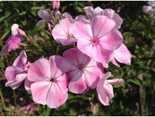 ���������� ����