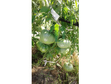 ��������� ����