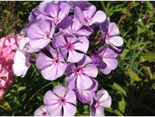 ���� ��� ���