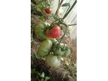 ���� �����