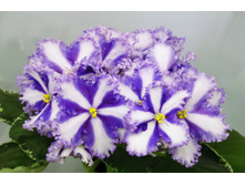 Lyon`s Fortune Teller.jpg