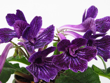 Bristol`s Kick Start.jpg