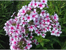 ��������� �����