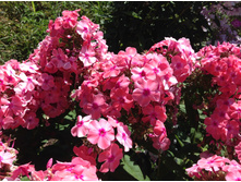 ���� ������