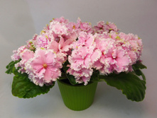 ���� ���������.jpg