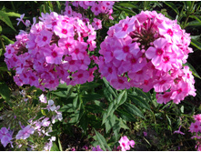 ��������� �������