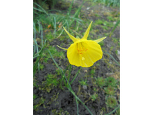 ������� ������ �������