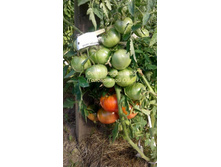 ������� �������