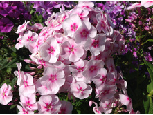 �������� ����