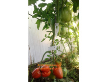 ������� ������ �����