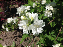 ������ �� �������