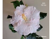 AnDu Pure Soul (������ ����)