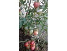 ����� ���������